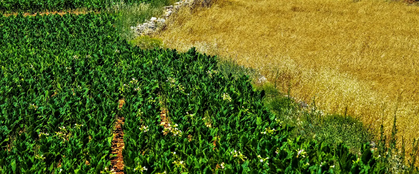 Agro